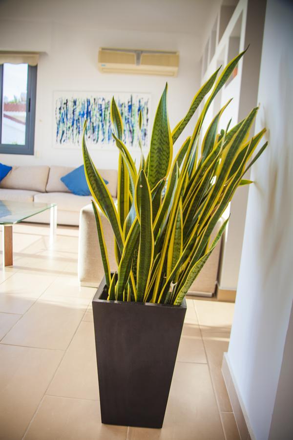 Villa Infinite Blu Paphos Ngoại thất bức ảnh